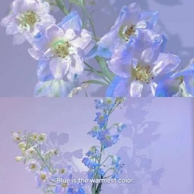 真人百家家乐网站